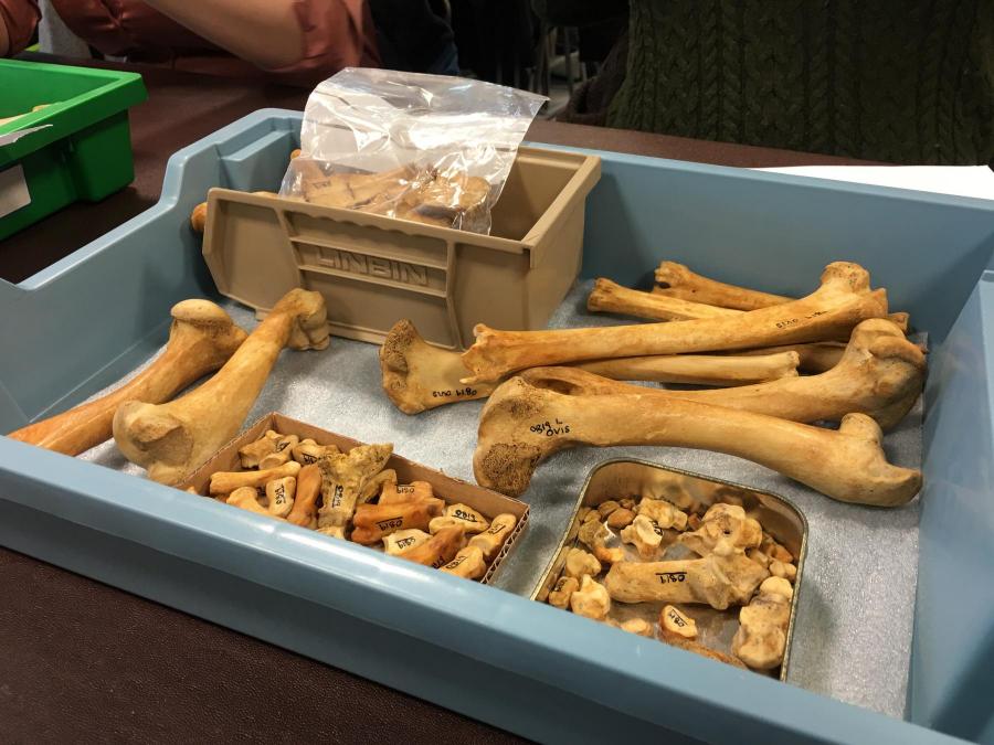 Animal bones in a tray