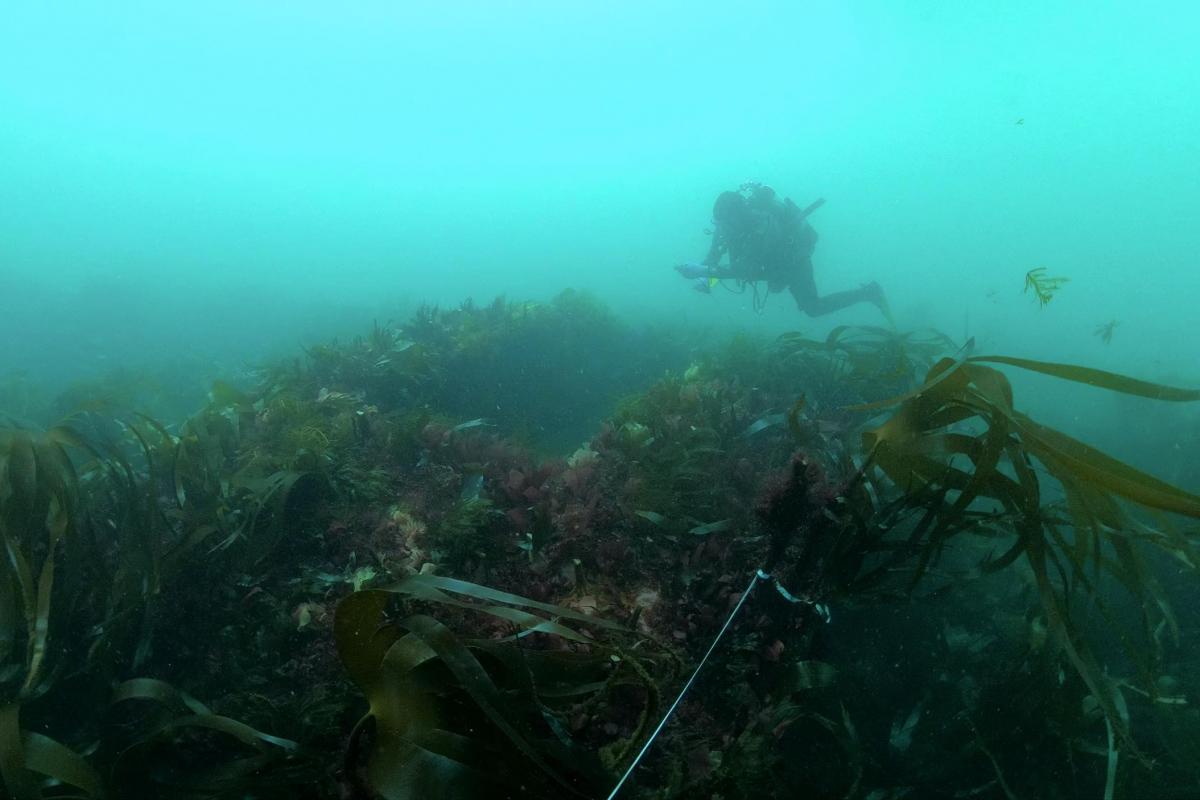 Diving on HMS Montagu by Wessex Archaeology