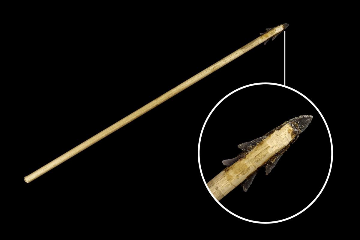 Modern reconstruction of Mesolithic flint, showing microlith used as arrow head
