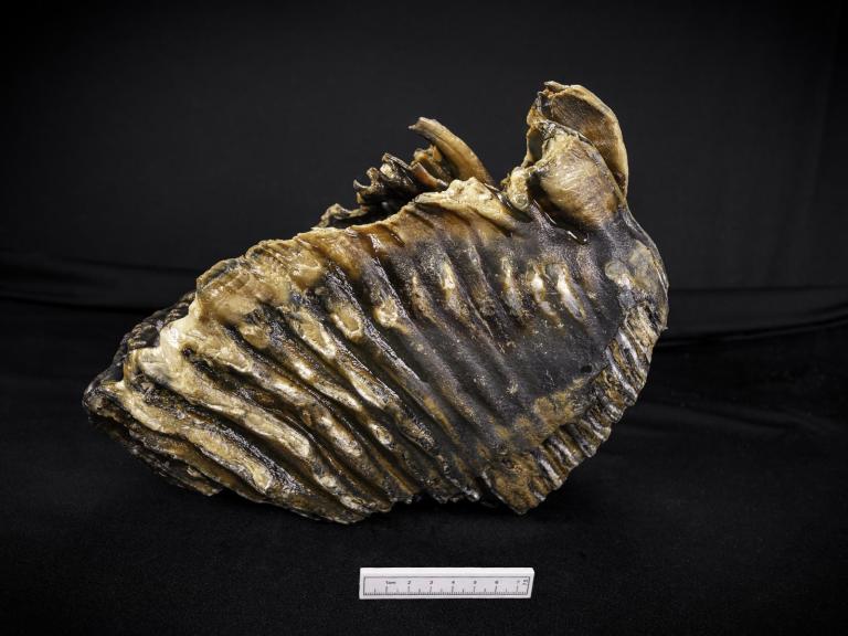 A whole mammoth tooth reported via the Marine Aggregate Industry Archaeological Protocol