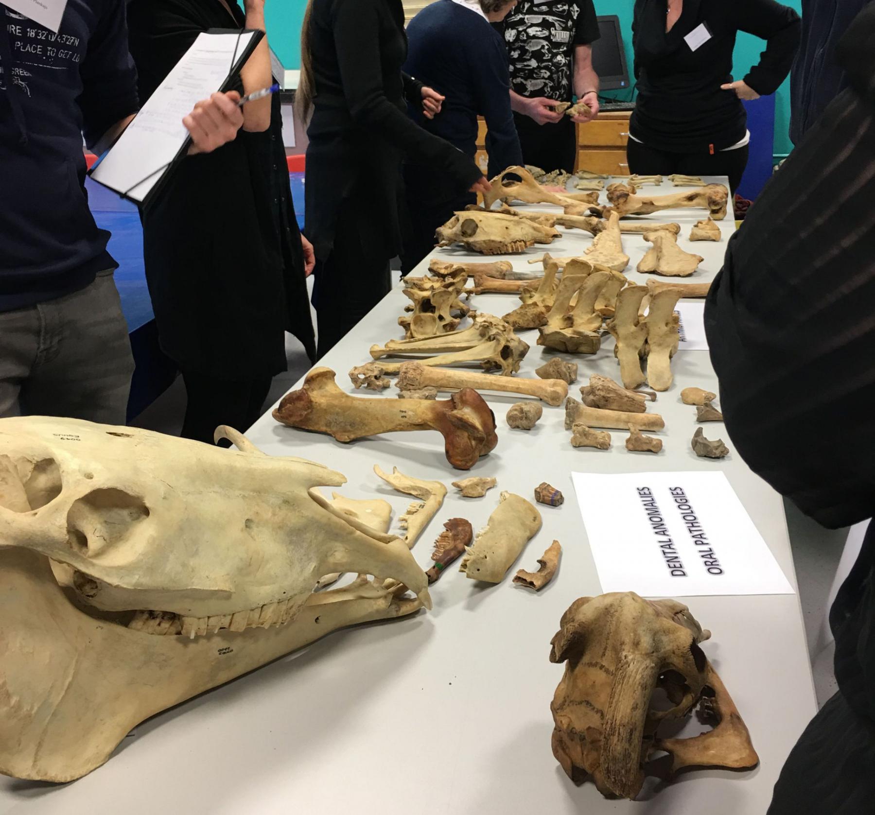 Understanding Zooarchaeology Wessex Archaeology