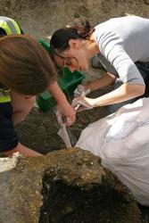 Excavating the Chiseldon cauldrons and wrapping them in plaster of paris for protection