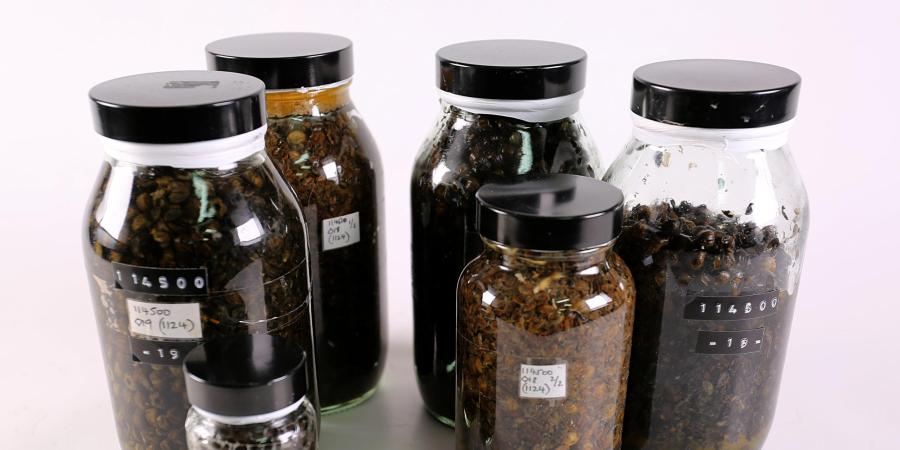 Flax capsules and stem debris