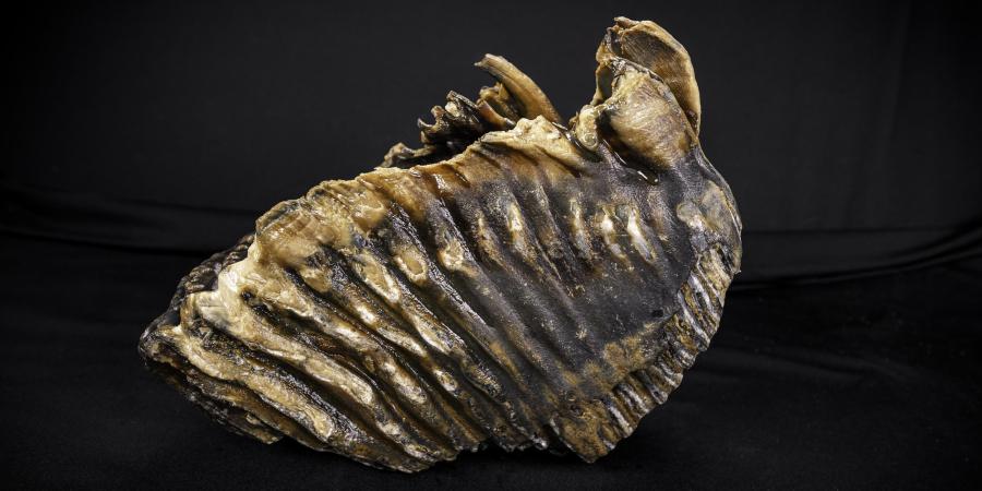 A whole mammoth tooth reported via the Marine Aggregate Industry Archaeological Protocol
