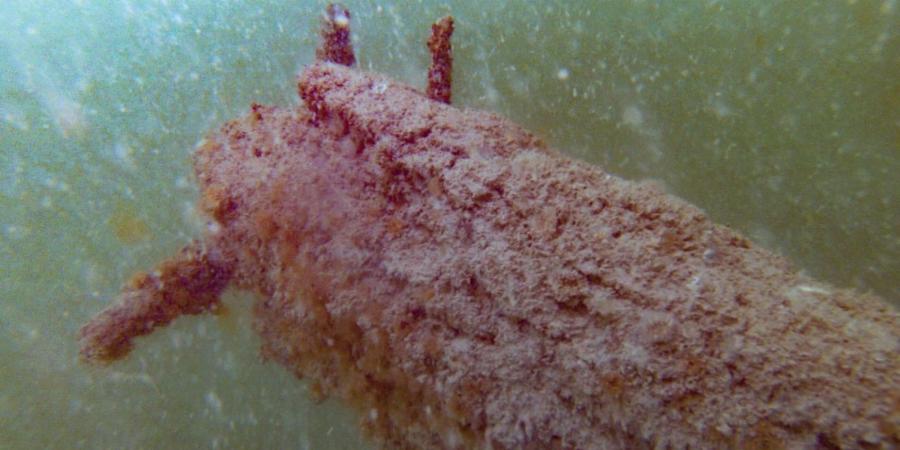 Bowsprit of the slate wreck