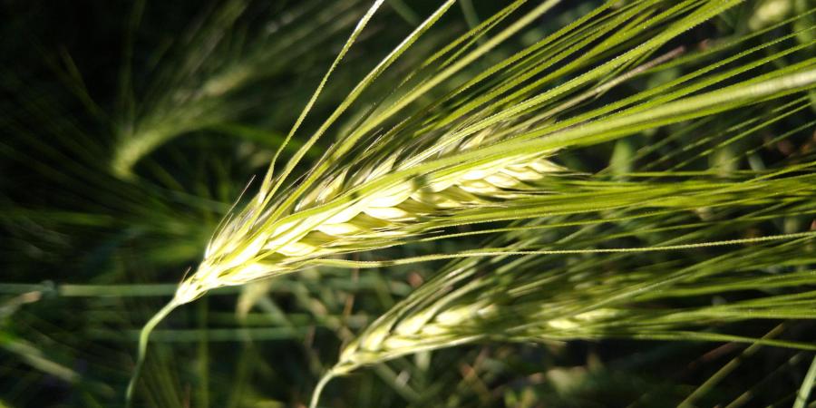Modern 6 row hulled barley 'Bere'