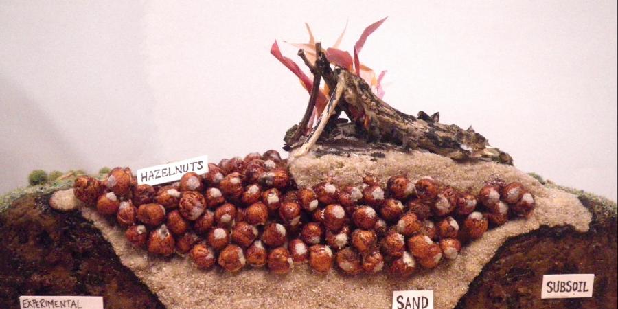 How did ancient Europeans roast hazelnuts? 