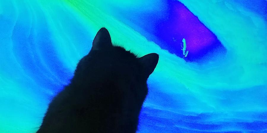 Ogg the Cat looks on as Marine Geophysicist, Robyn Pelling, analyses offshore data 