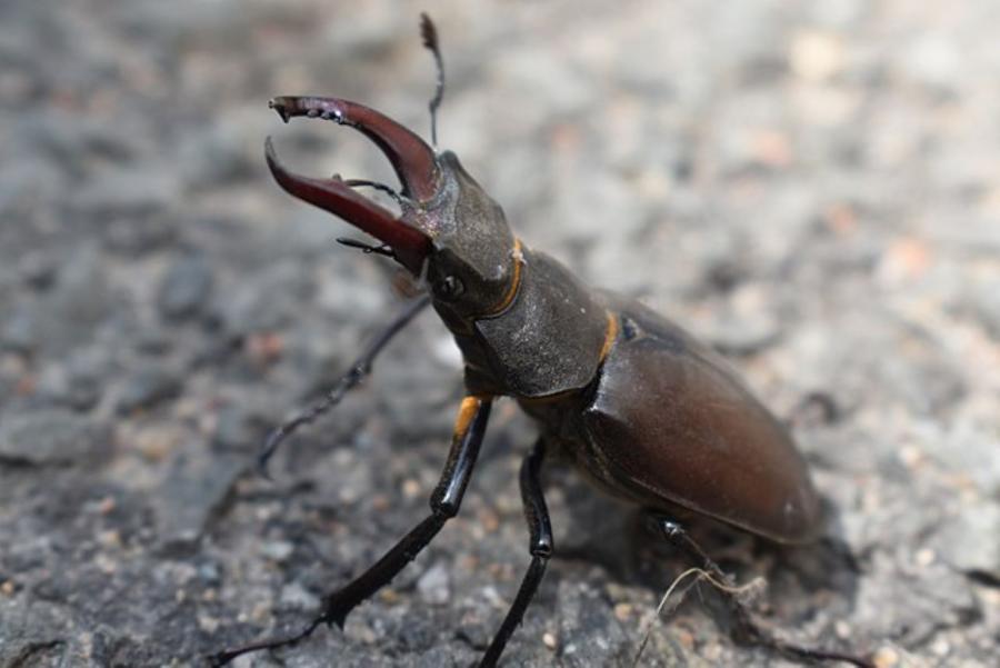 Stag beetle 
