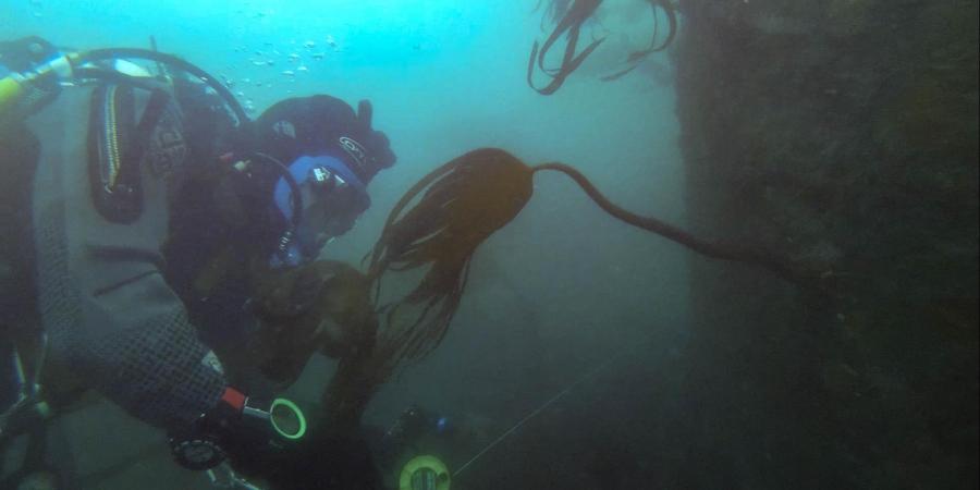 A diver on the wreck of HMS Montagu
