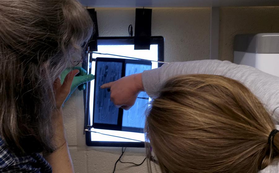 Examining X-rays of wooden test panels