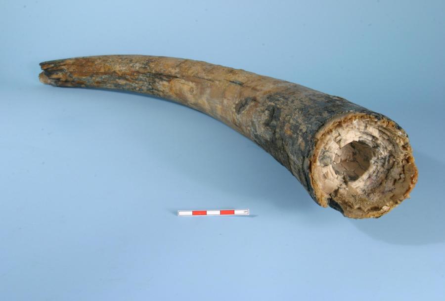 Gigantic tusk belonging to a mammoth presented on a blue background