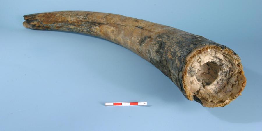 Mammoth tusk