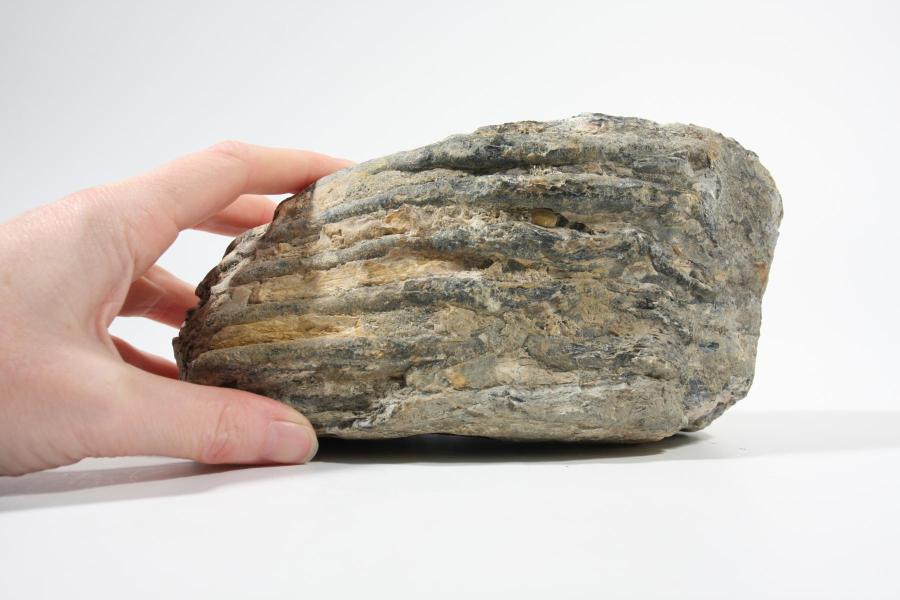 Mammoth tooth reported through marine protocol