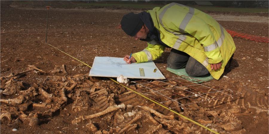 Recording animal remains on site