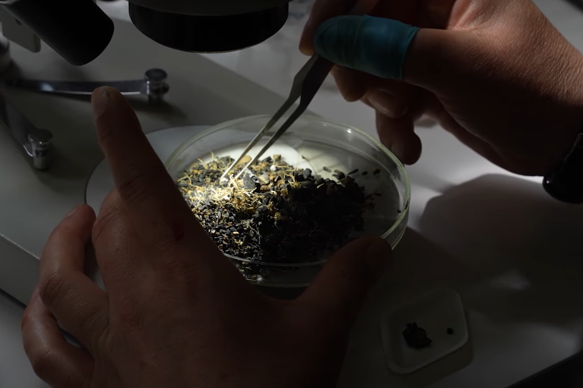 International Day of Women and Girls in Science 2023 | Wessex Archaeology