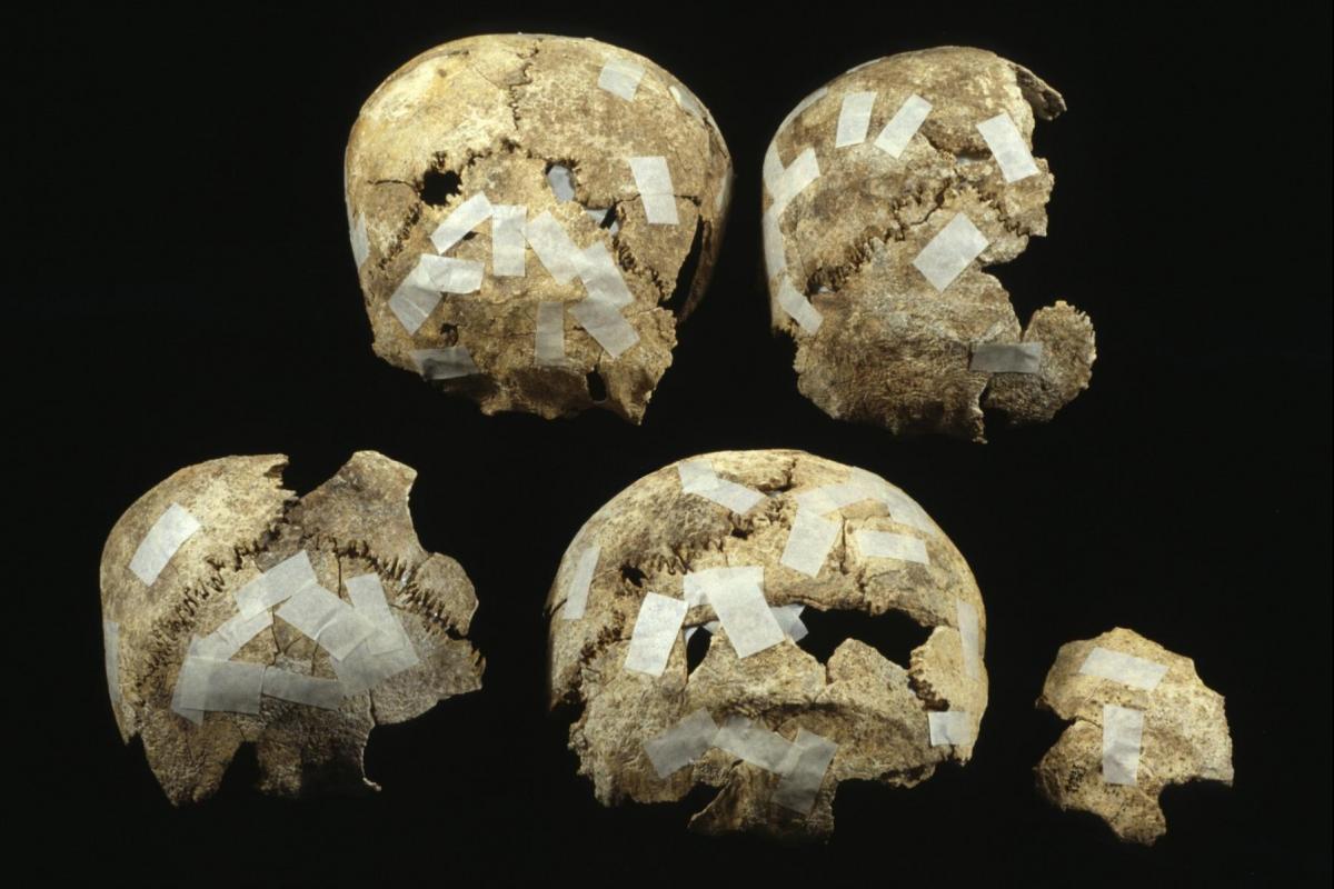Boscombe Bowmen comparative skulls image