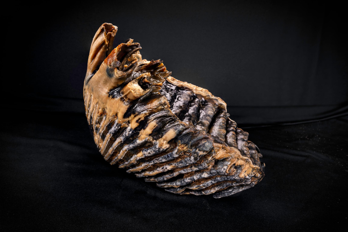 Photograph of mammoth tooth, taken by Tom Westhead