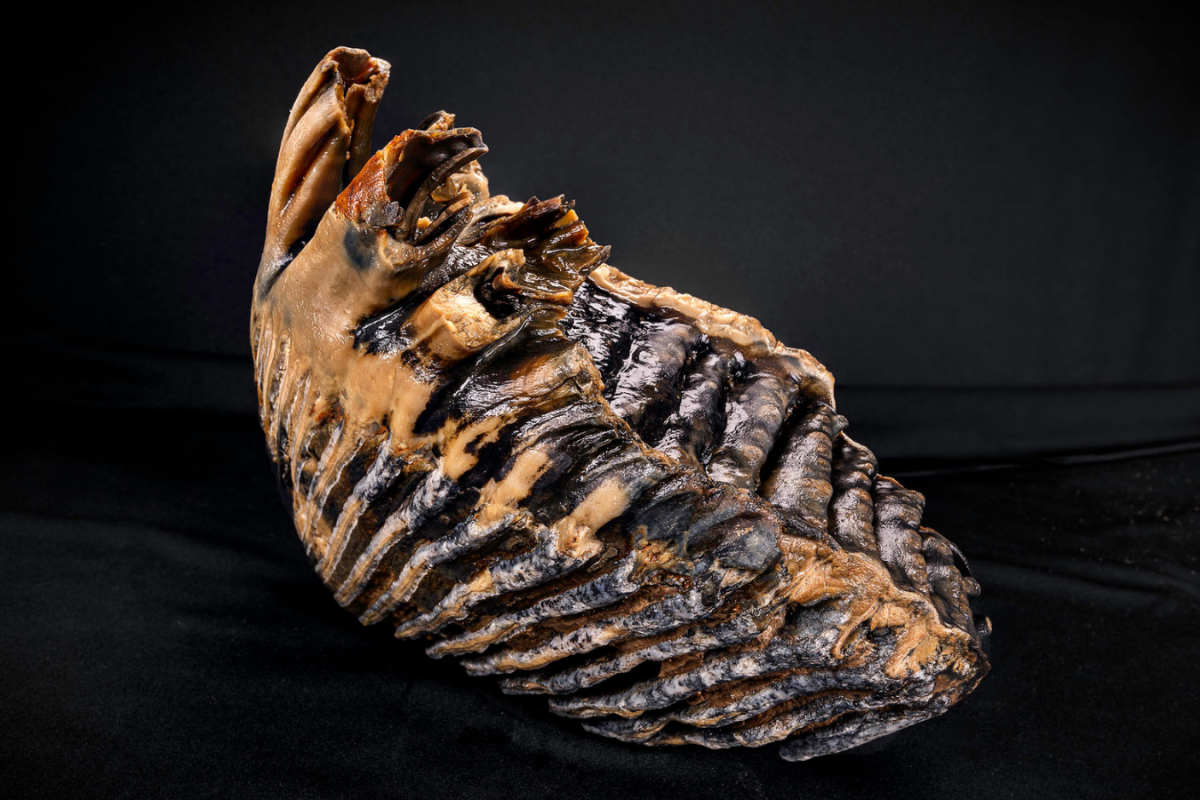 Photograph of mammoth tooth was reported through the Marine Aggregate Industry Archaeological Protocol for unexpected discoveries