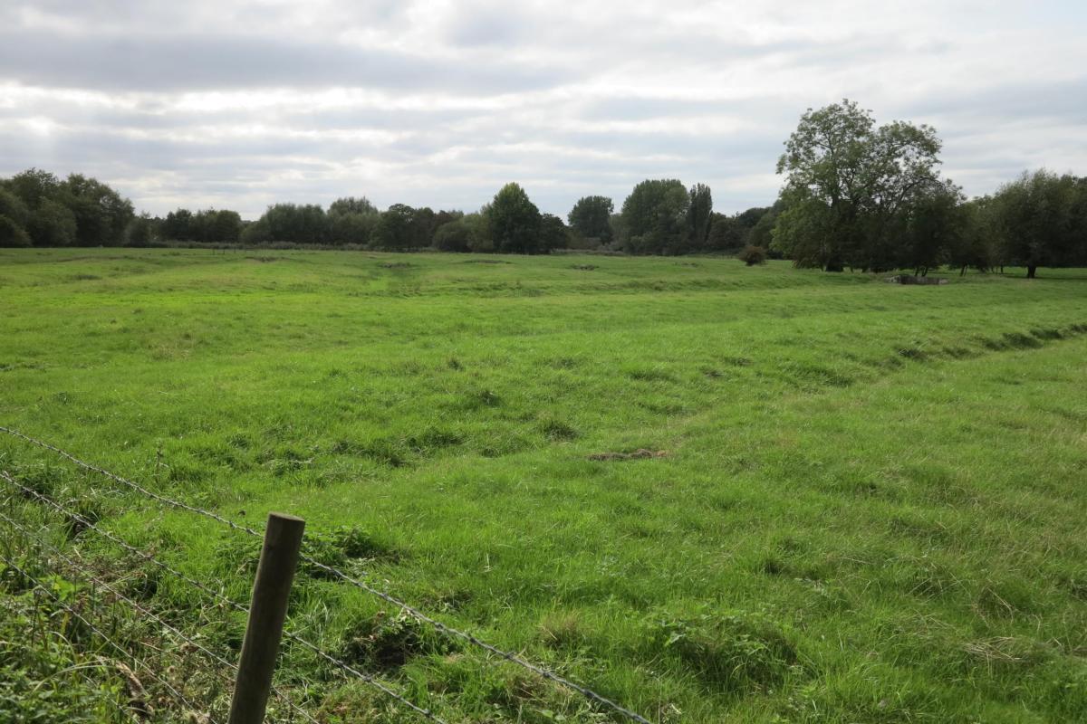 Salisbury's water meadows
