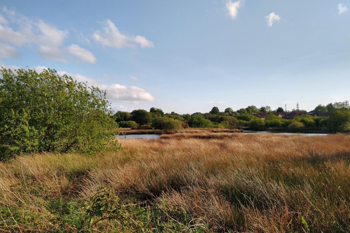 Photo of a rewilded area