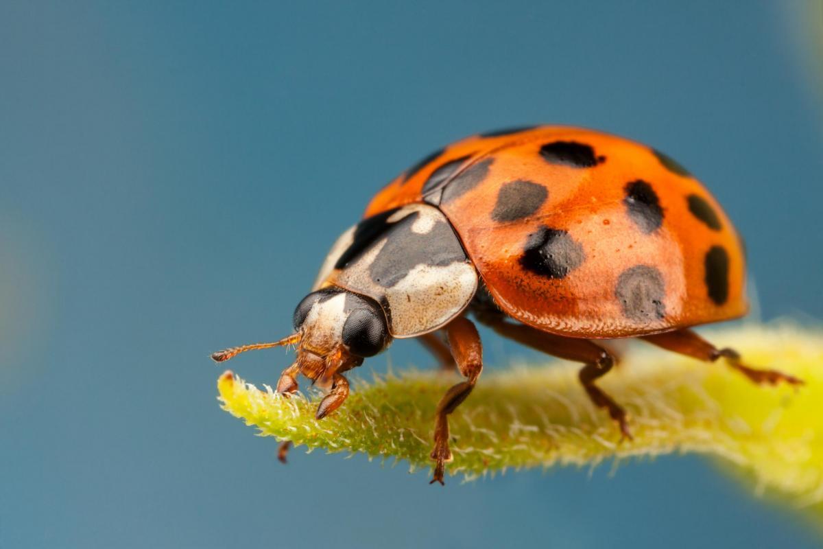 Photo of a ladybird