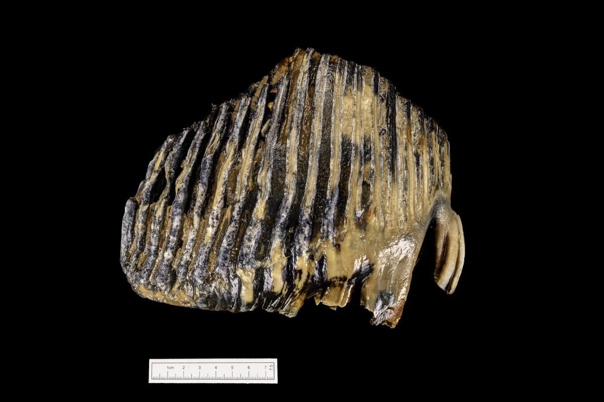 A whole mammoth tooth reported via the Marine Aggregate Industry Archaeological Protocol