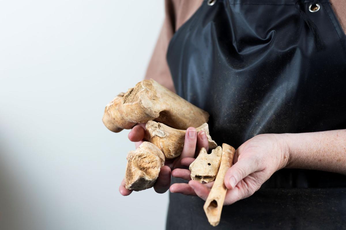A collection of animal bones found beneath Bath Assembly Rooms.