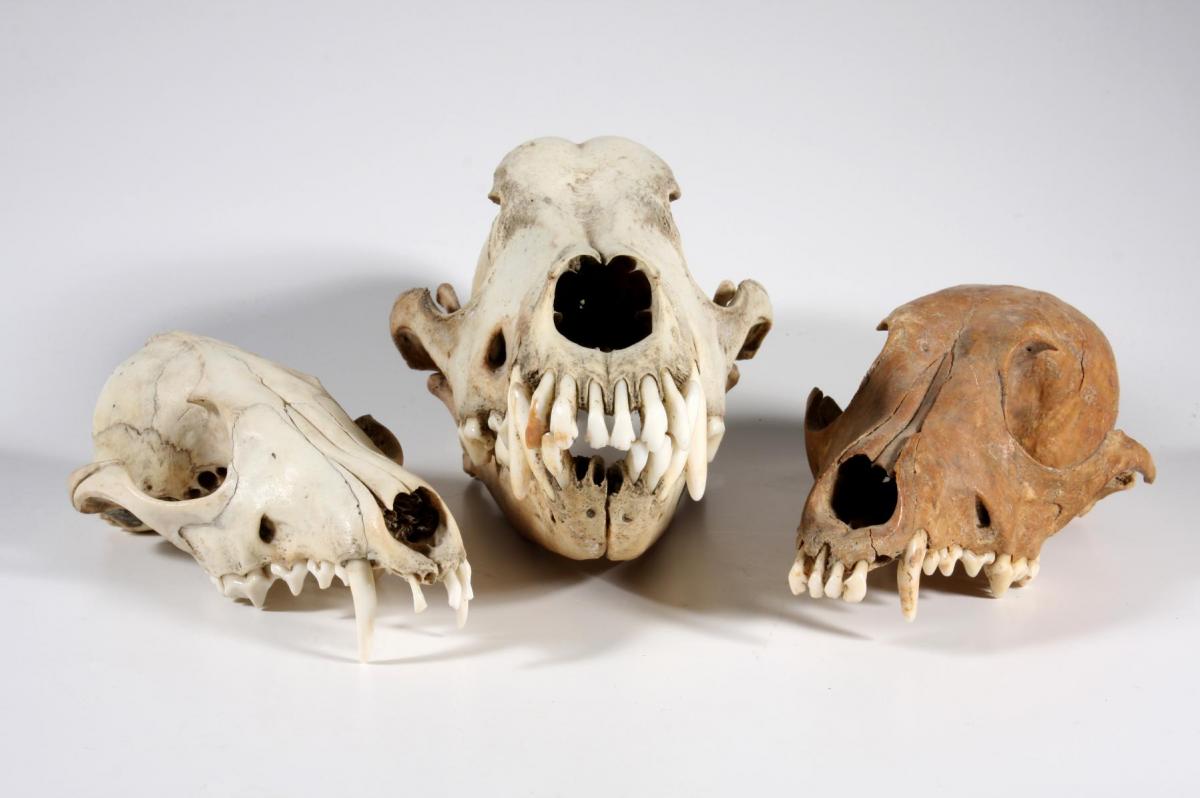 Animal skulls from our zooarchaeology collection