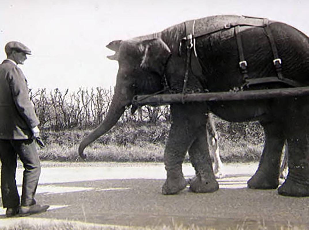 Bostock and Wombwell's Menagerie elephant pulling a wagon. Image courtesy of National Fairground & Circus Archive