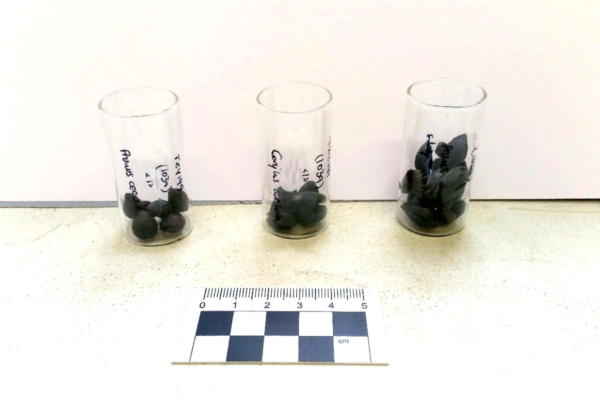 Samples of seeds from Bath Abbey