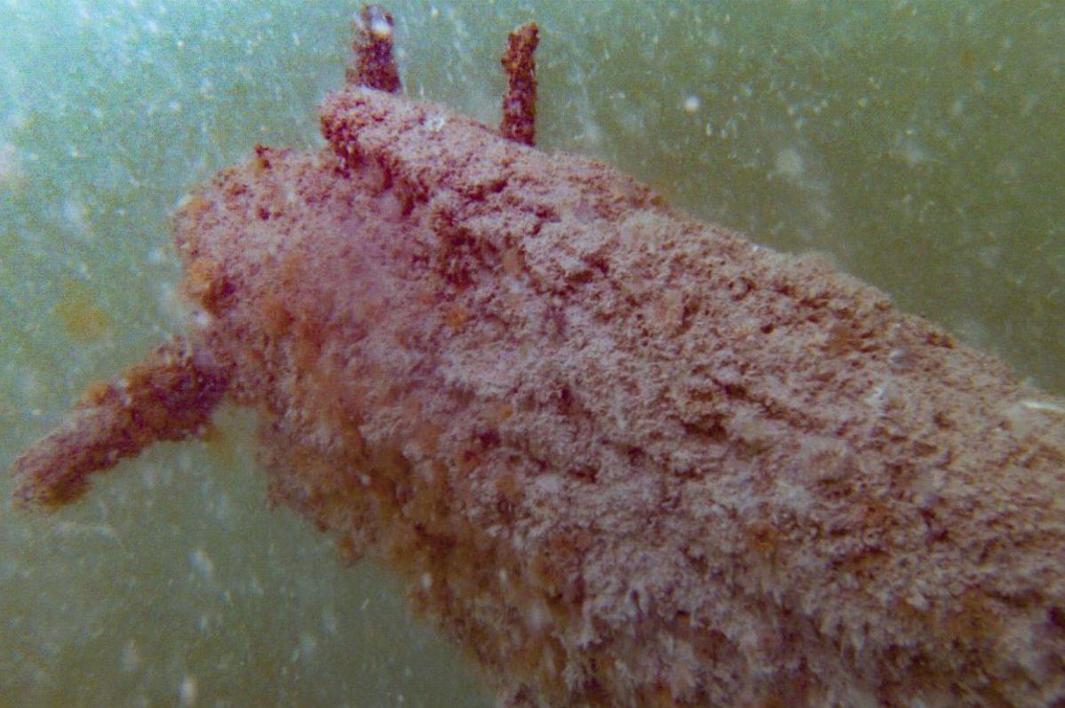 Bowsprit on the mystery slate carrier