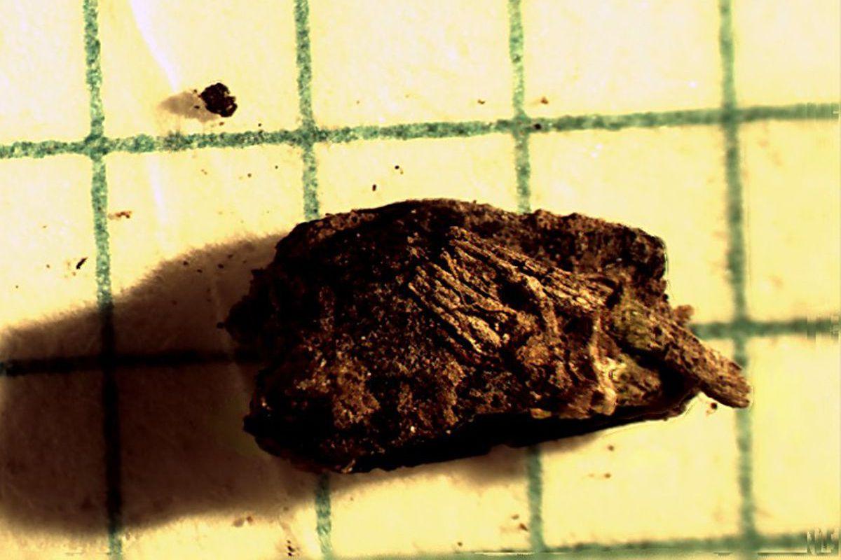 Cereal under the microscope