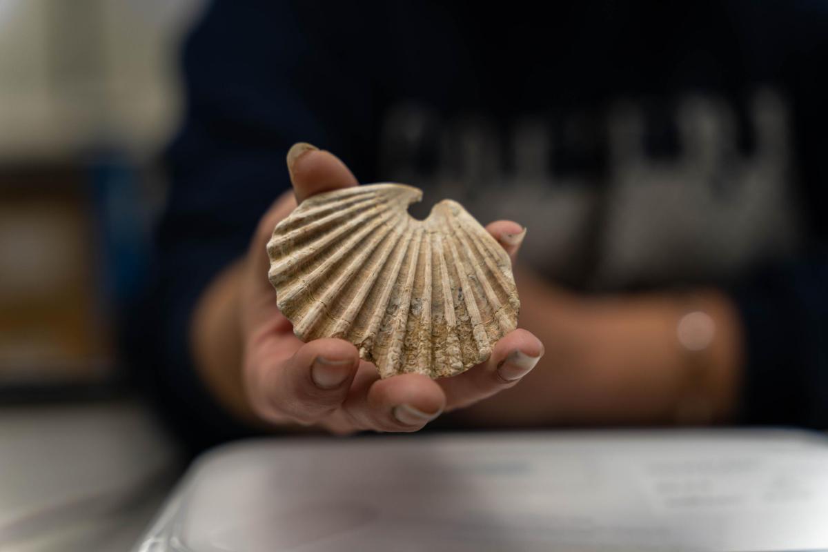 Scallop shell being held in a hand 