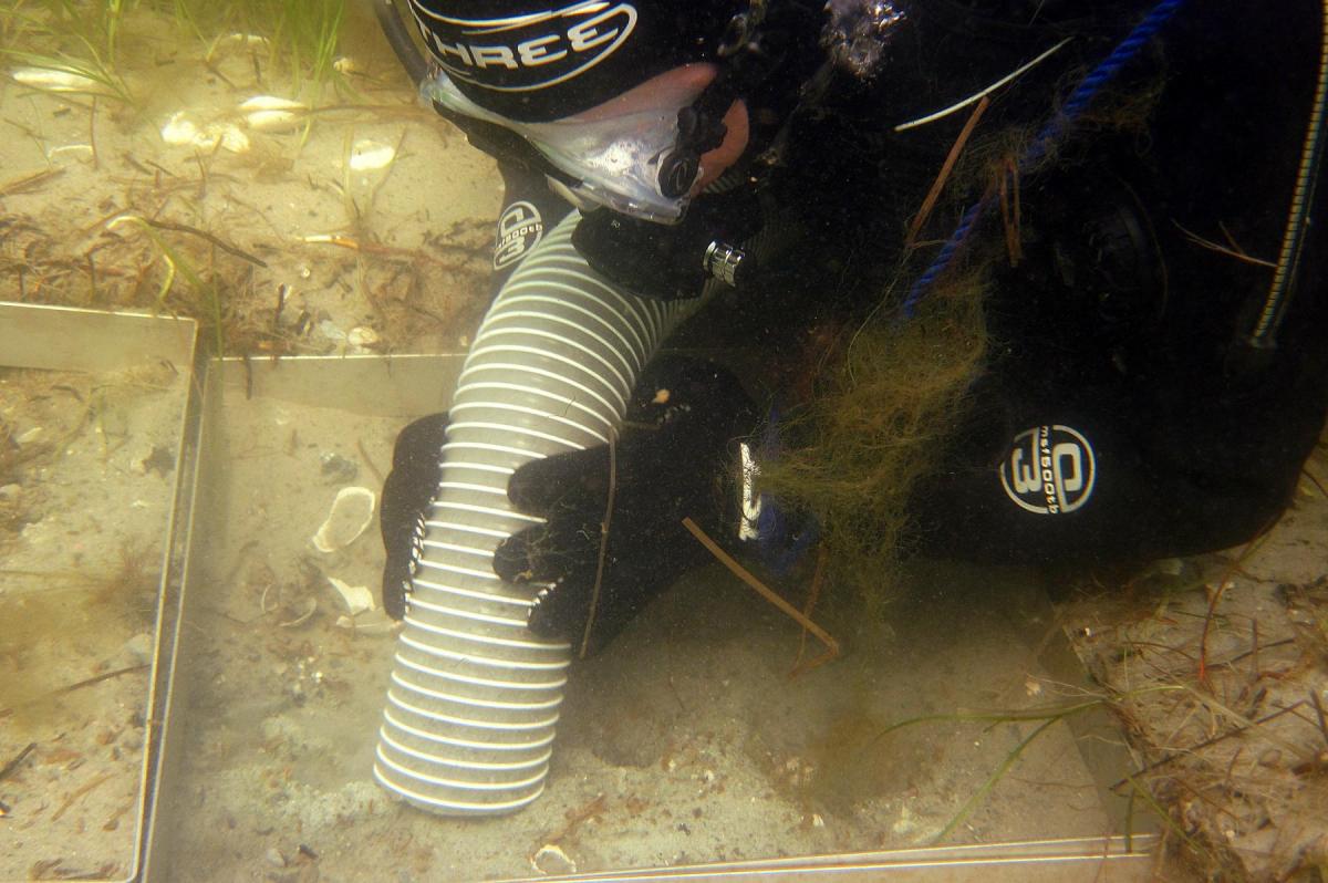 Diver excavating on the seabed