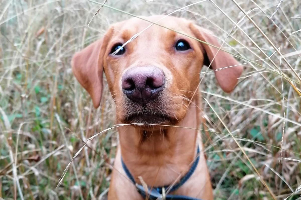 Elda, the adorable ginger Labrador of Wessex Archaeology Marine Geophysicist Robyn Pelling 