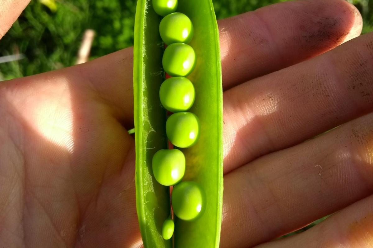 Garden peas 
