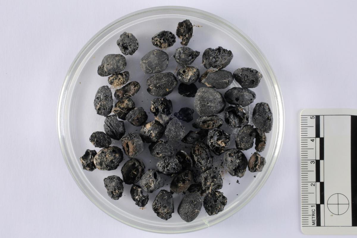 Charred archaeological remains of charred roast hazelnuts