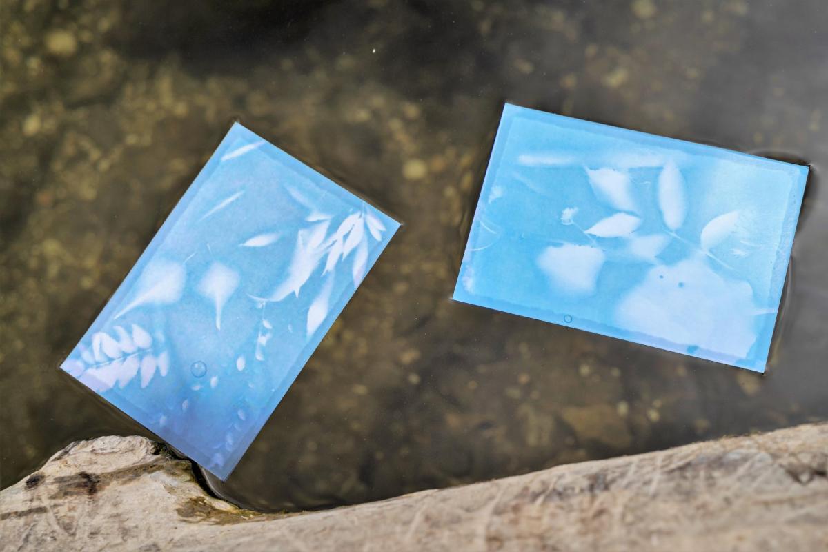 Cynatope prints floating in the River Avon