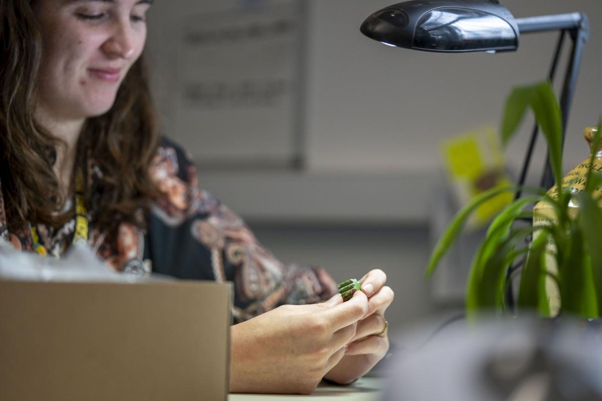 Under a bright light, Jasmine studies a small green glazed piece of pottery with quatrefoil type columns