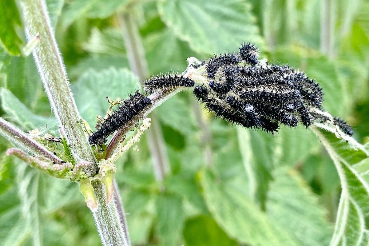 Observing species such as caterpillars on the banks of the River Avon