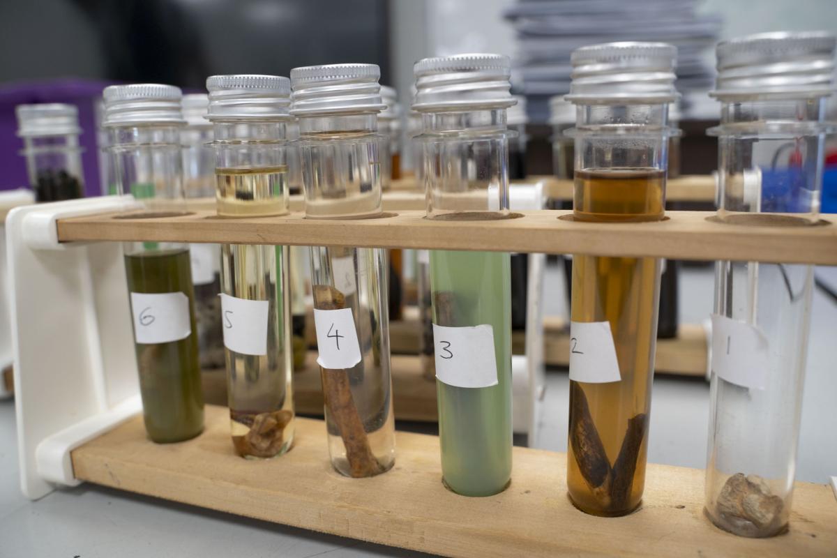 Six glass test tubes are filled with different archaeological artefacts, each tube has different coloured liquid
