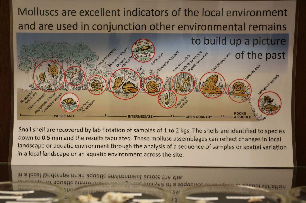 A display on molluscs
