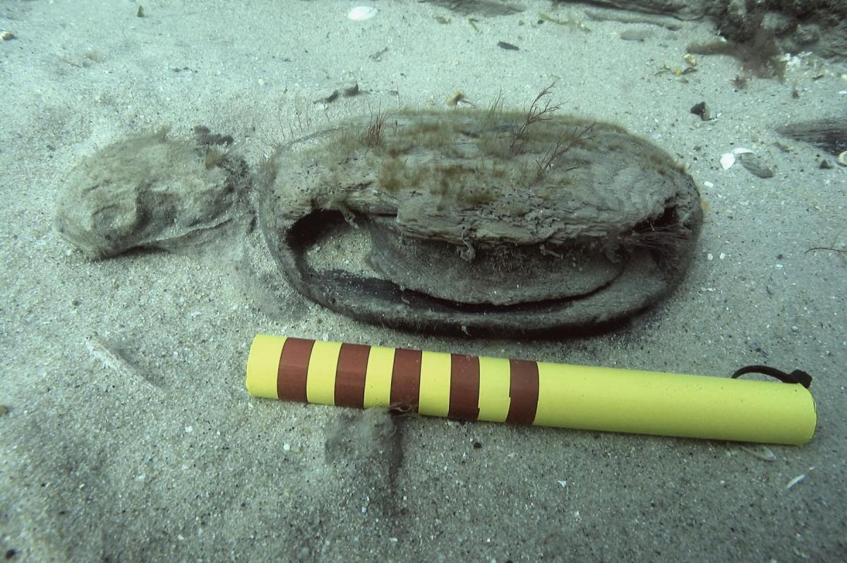 A pulley block on the 16th-17th century Swash Channel Wreck