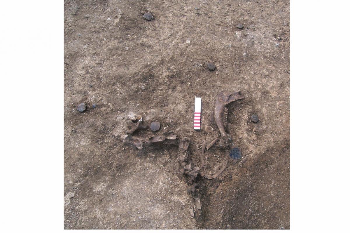 Mystery animal burial with pottery discs from Durrington