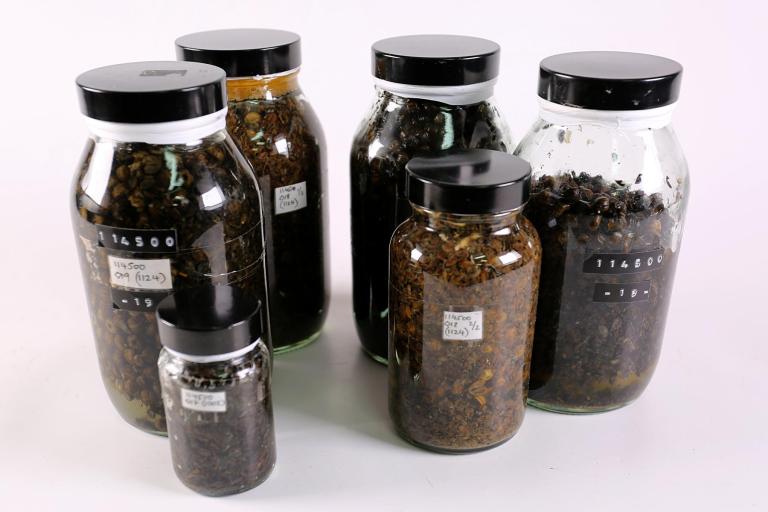 Flax capsules and stem debris