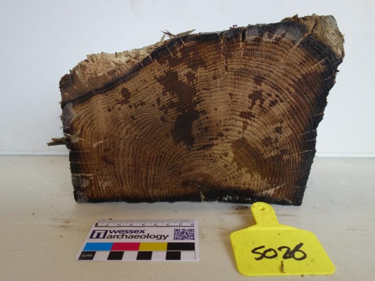 Cross-sectional samples taken from timbers of the Denge Wreck used for Dendrochronology