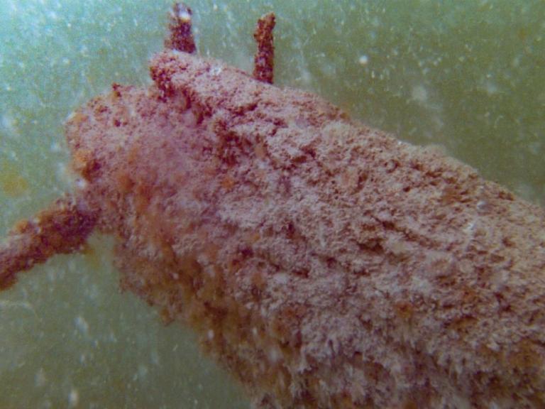 Bowsprit on the mystery slate carrier