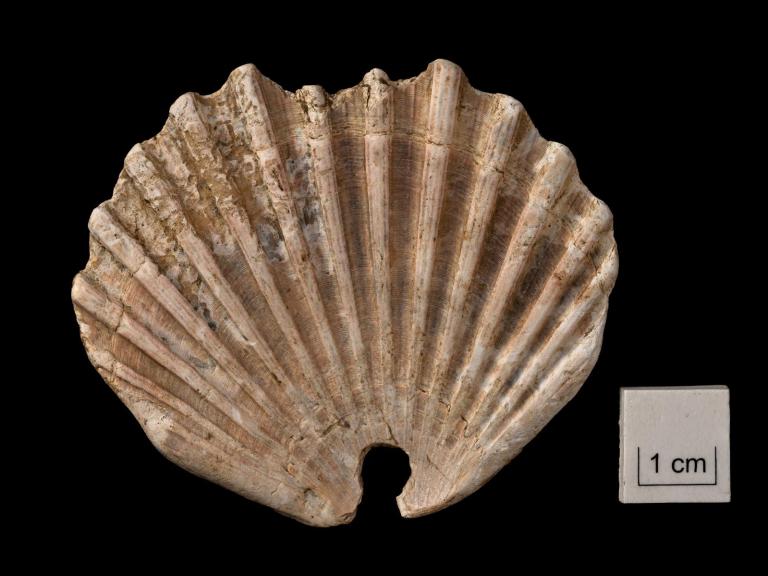 Fragment from a scallop shell with a drilled hole suggesting it may have been hung and potentially used as an ornament like a necklace.