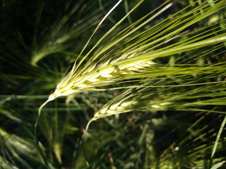 Modern 6 row hulled barley 'Bere'